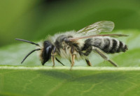 Andrena-flavipes-M